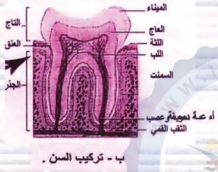 تركيب السن